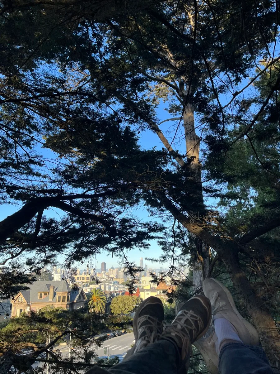 Resting in a tree net overlooking San Francisco through the branches.